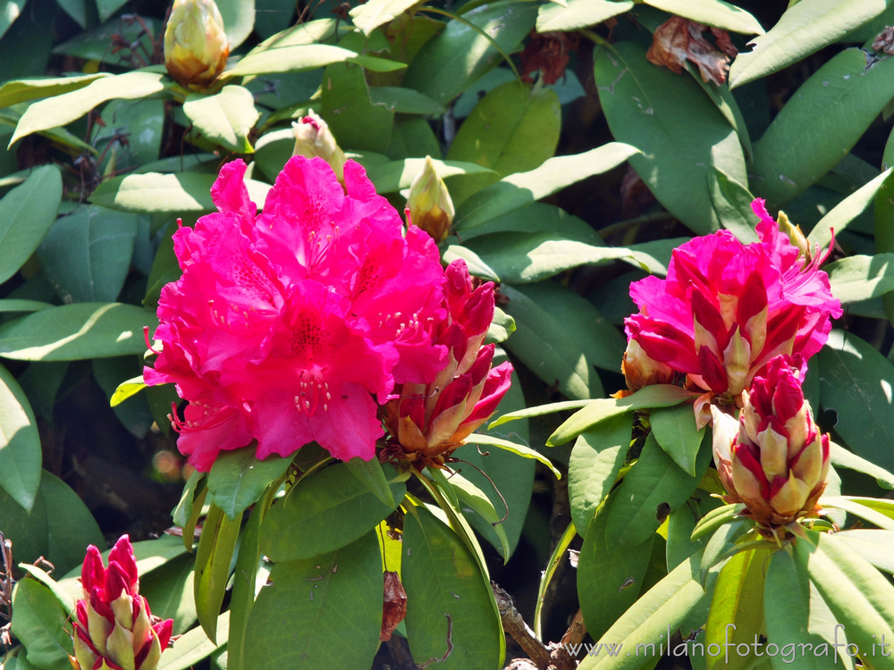 Pollone (Biella) - Fiori di rododendro nel Parco Burcina